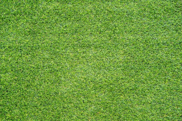 Green grass texture for background Green lawn pattern and texture background Closeup