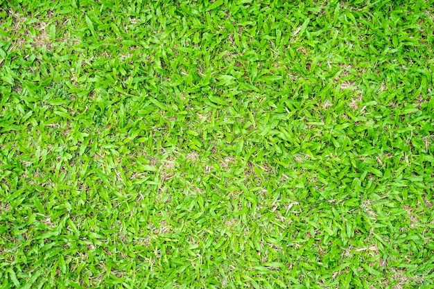 Green grass texture for background Green lawn pattern and texture background Closeup