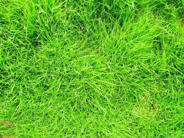 Priorità bassa di struttura dell'erba verde vista dall'alto di erba brillante sfondo di un'erba verde