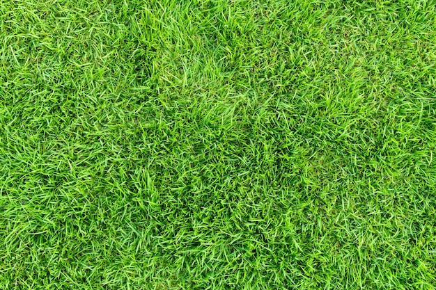 Photo green grass texture background top view