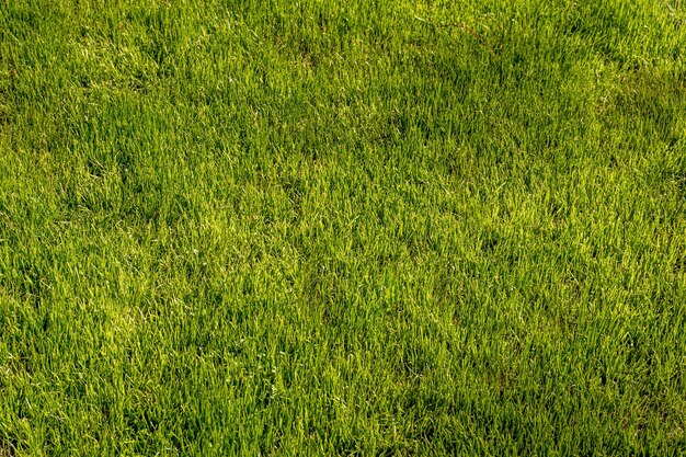 緑の草のテクスチャの背景上面図