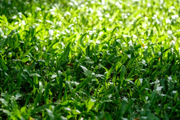 太陽の光のある緑の草のテクスチャの背景