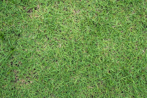 green grass texture background