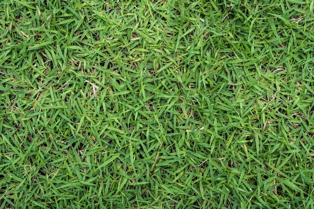 green grass texture background