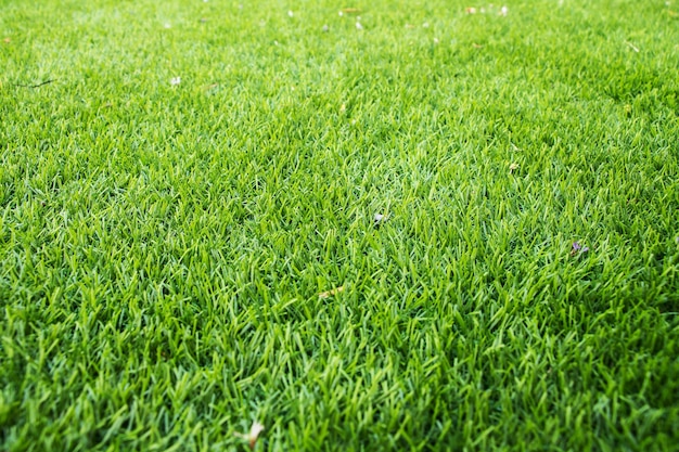 Green grass texture background