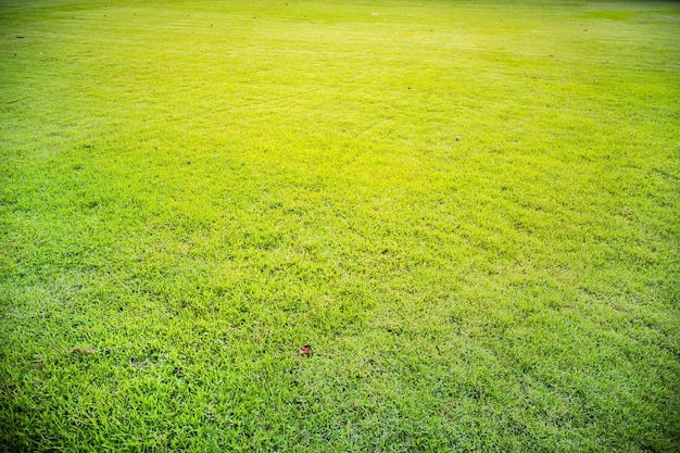 Green grass texture or background