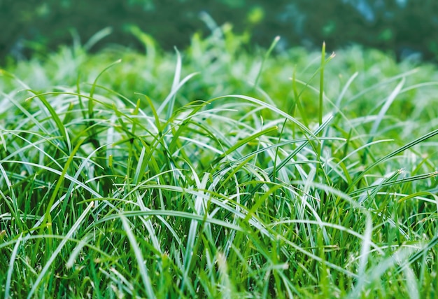 Green grass texture background