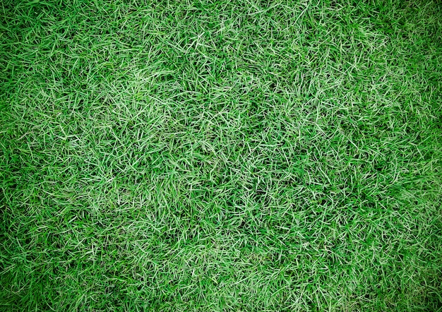 Green grass texture background