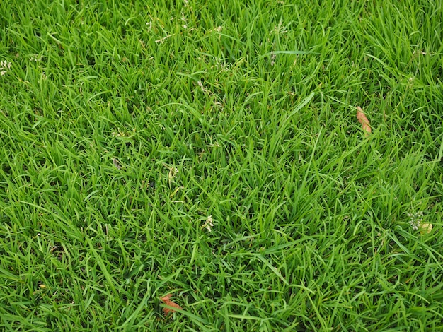 Green grass texture background