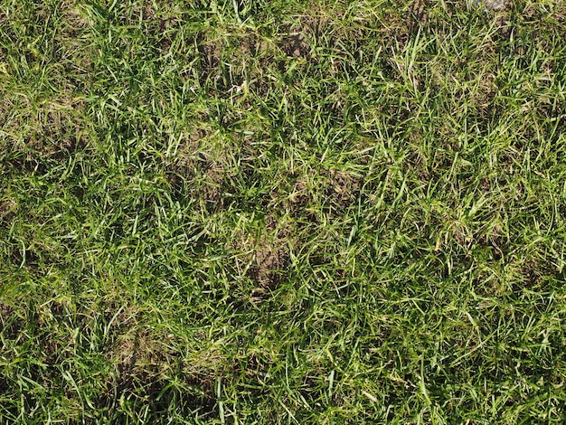 Green grass texture background