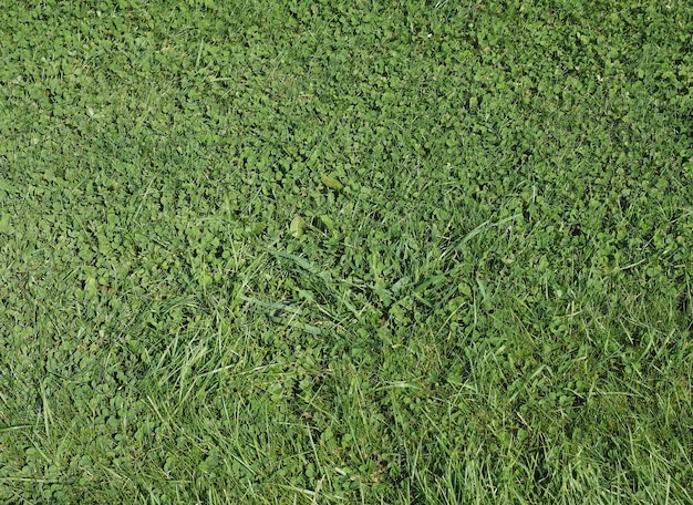 Green grass texture background