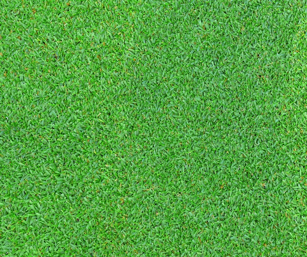 Green grass texture for background