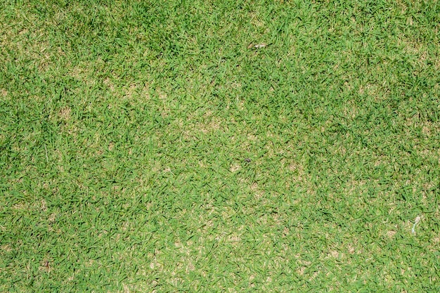 Green grass texture background  