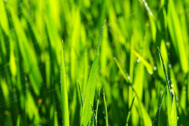 Green grass texture from a  field