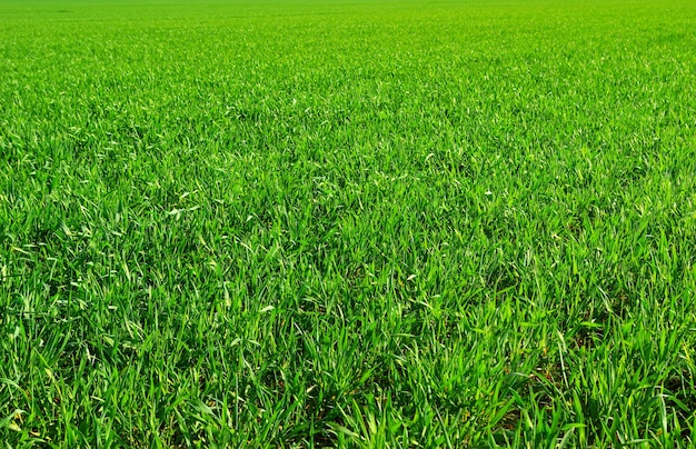 Green grass texture from a  field