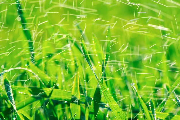 Green grass texture from a  field