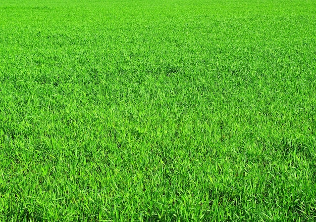 Green grass texture from a field