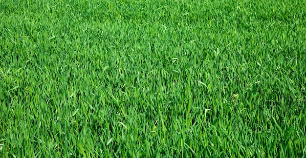 Green grass texture from a field