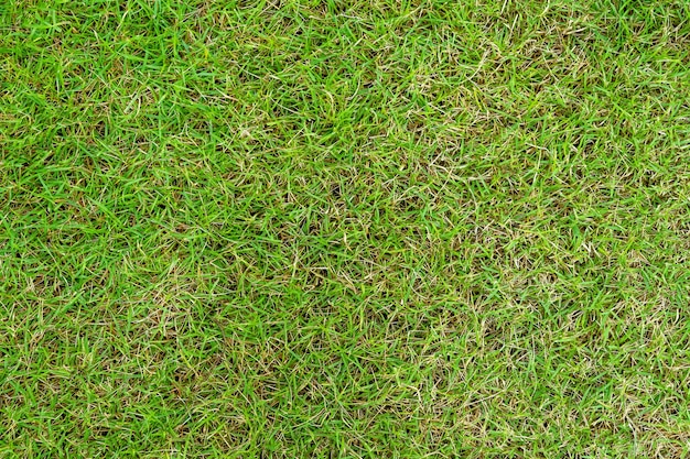 Green grass texture. Green lawn yard texture background. Close-up.