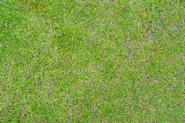 Green grass texture. Green lawn yard texture background. Close-up.