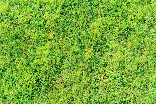Текстура зеленой травы для фона природы