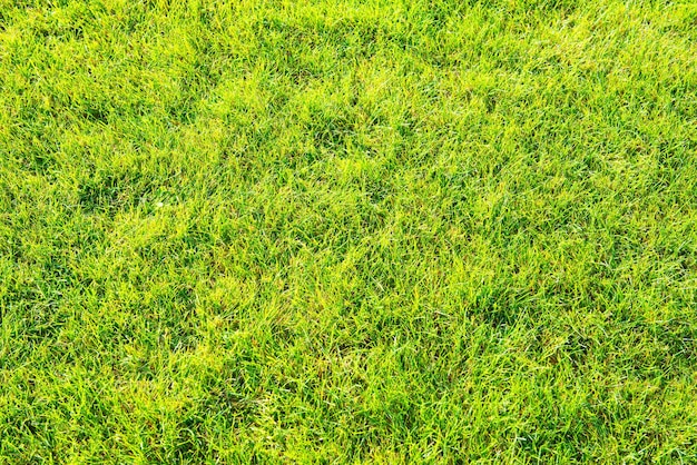 自然の背景の緑の草のテクスチャ