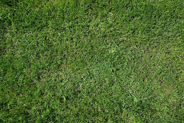 Green grass texture. Nature wallpaper