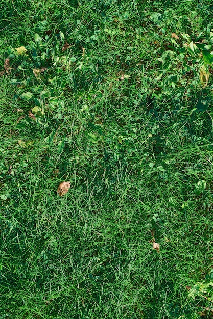 Крупный план взгляда сверху текстуры зеленой травы. Свежий газон.