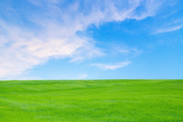 Green Grass Texture with Blang Copyspace Against Blue Sky