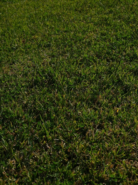 Green grass texture