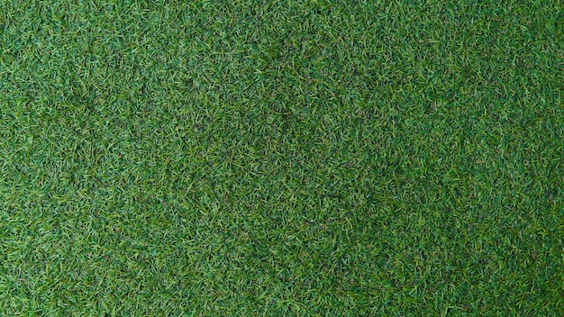 Green grass texture