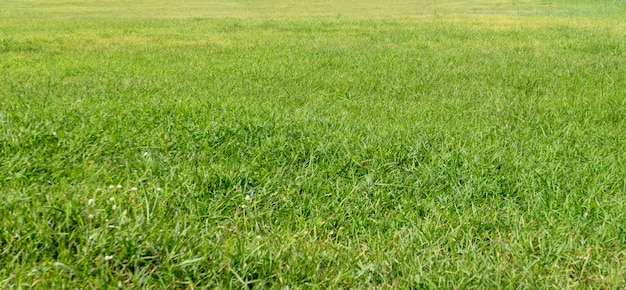 Green grass texture