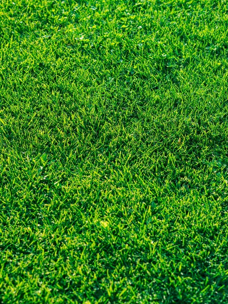 Green grass textured background Daylight