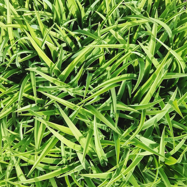 Green grass top down view background