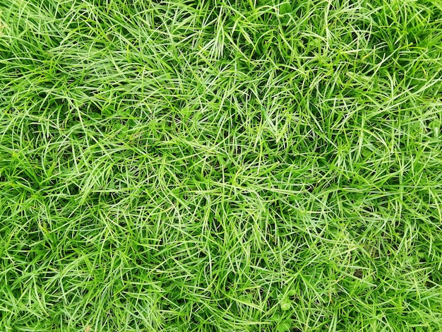 Вид сверху на зеленую траву в винтажном стиле для графического дизайна или обоев