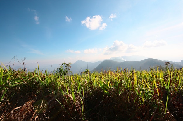 Green grass on the valley mountain with blue sunny sky 