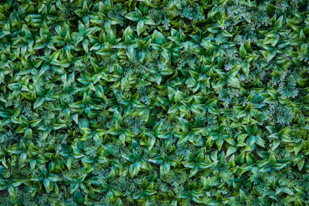 Struttura della parete dell'erba verde per progettazione del contesto e parete di eco e fustellata per materiale illustrativo.
