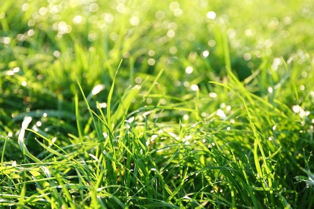 Green grass wall