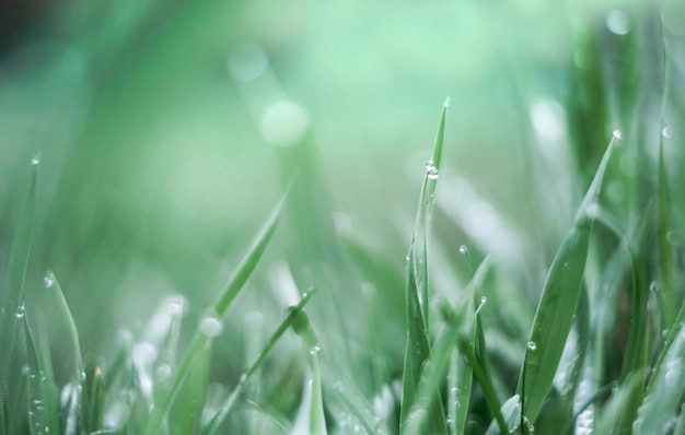 雨上がりの緑の草と水滴