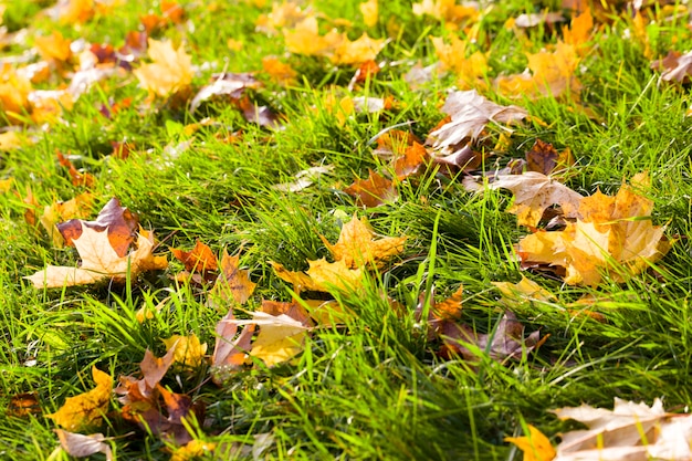 黄色や他の色の紅葉が落ちる緑の草