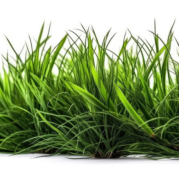 Green Grass On White Background Generative AI