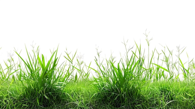 green grass on a white background