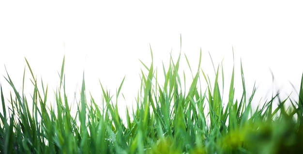 Green grass on a white background