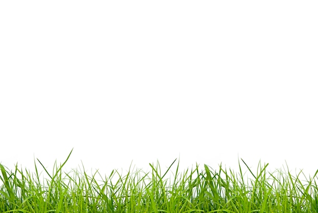 Green grass on white background