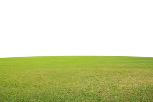 Green grass on a white background