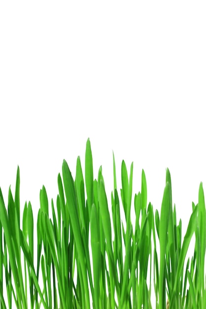 Green grass on white background