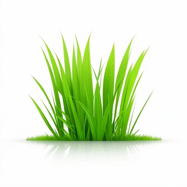 Foto erba verde su sfondo bianco