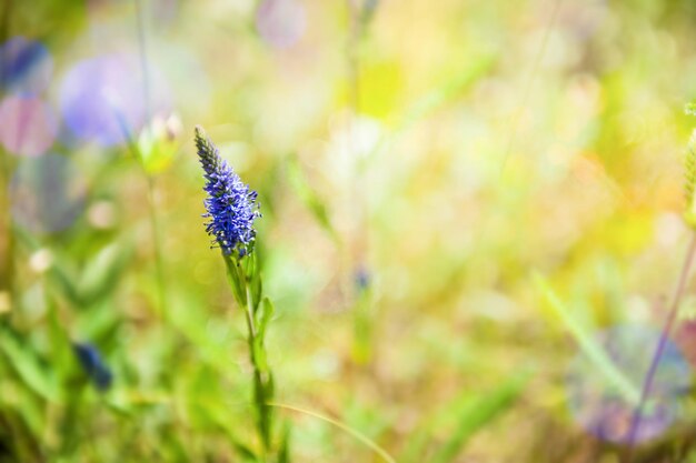 Green grass and wild flowers on the field. Macro image with small depth of field