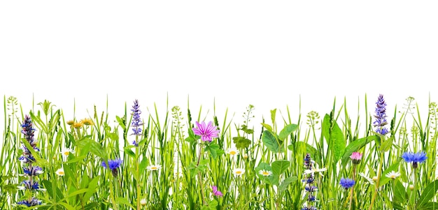 Green grass and wild flowers isolated on white background