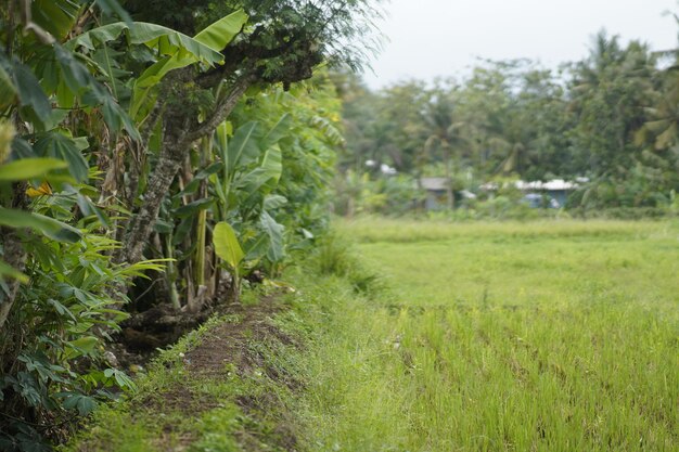 Photo green grass with banana trees